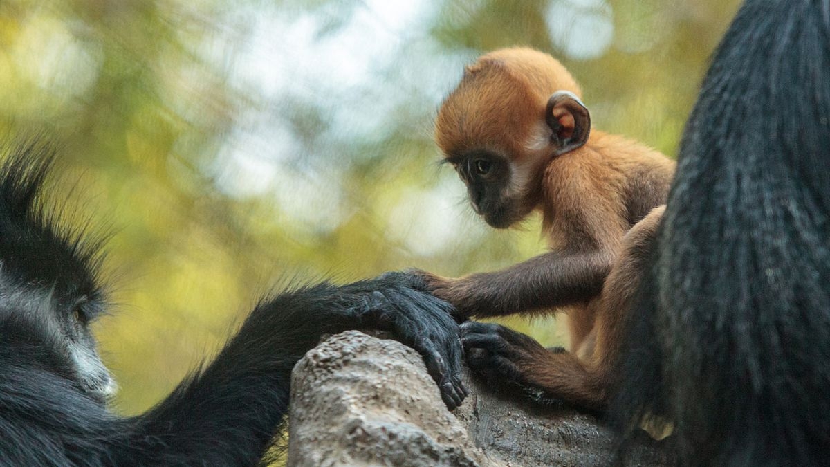 Stock photo of a baby françois' langur, or leaf monkey. according to the patriot-news, philadelphia zoo revealed friday on social media that langur was born parents mei and chester dec. 13 